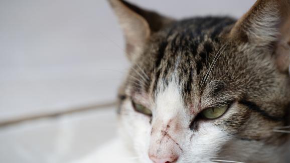 котка с рана на носа