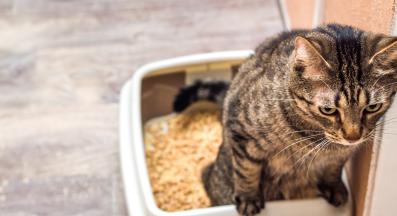 котешка урина