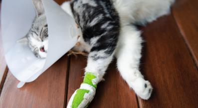 котка със счупен крак