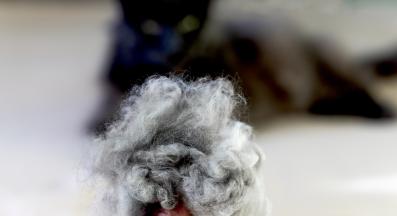 котка проблеми с козина