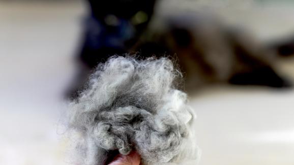 котка проблеми с козина