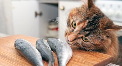 котка и риба