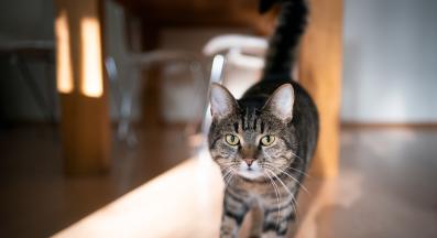 котка у дома