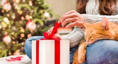 котка коледа