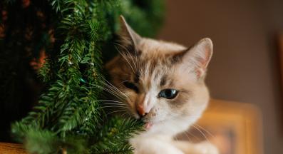 котка и коледна елха