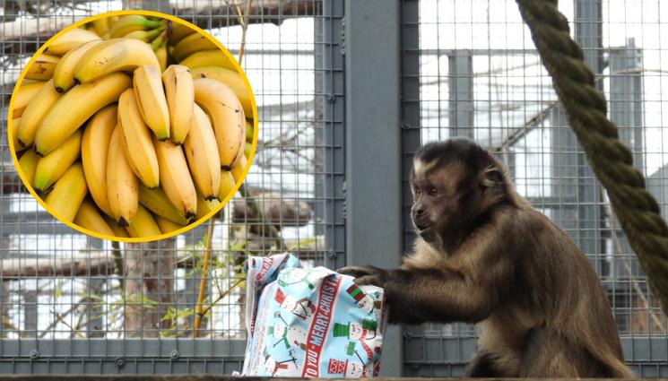 s - ТУКА ИМА-ТУКА НЕМА: Крият храната на животните в зоопарка