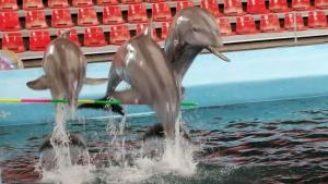 Делфинариумът във Варна прави безплатно коледно представление за деца   Делфините на