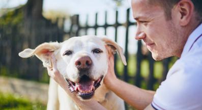 куче галене