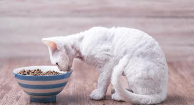 котка у дома