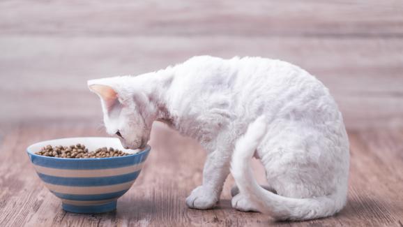 котка у дома