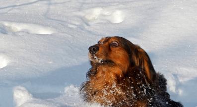 куче сняг