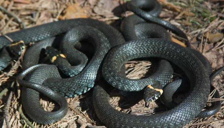 змия - ШОК: Змиите могат да изпитват оргазъм, удоволствието изключително важно за влечугите