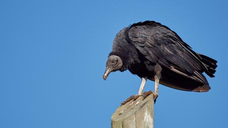 череш лешояд