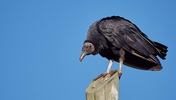 череш лешояд - ЖЕСТОКОСТ: Бракониери убили женски лешояд от застрашен вид