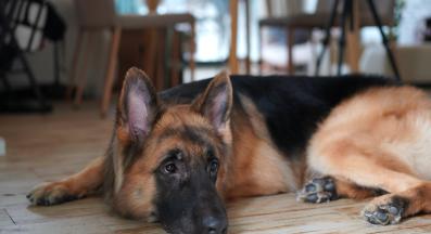 куче охрана