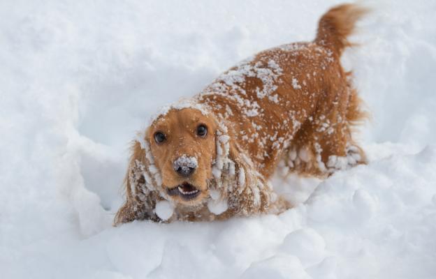 куче сняг