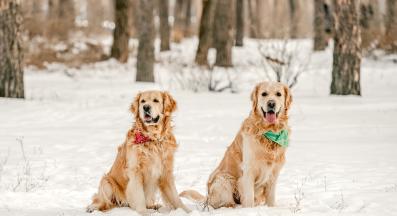 кучета сняг