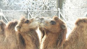 В Софийския зоопарк се наблюдават камилски ласки в зимната приказка Двугърбите