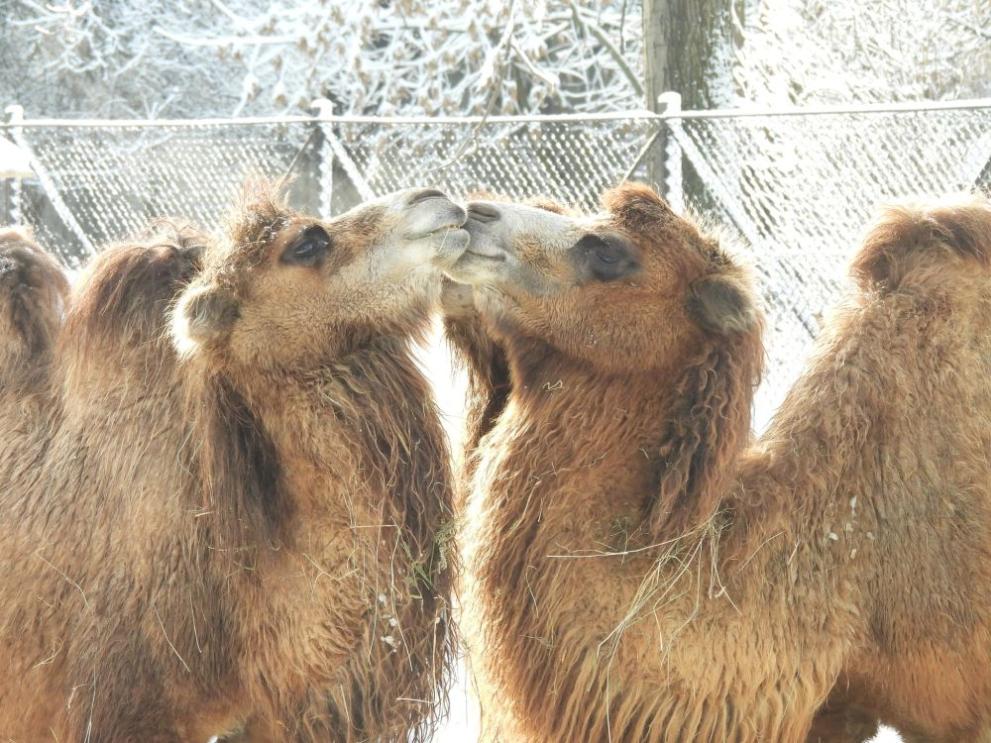В Софийския зоопарк се наблюдават камилски ласки в зимната приказка.Двугърбите