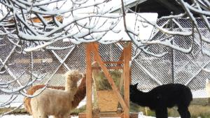 Зоологическа градина – София премина към зимно работнo време съобщиха