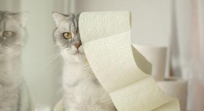 котка се храни