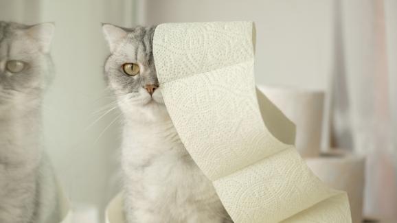 котка се храни