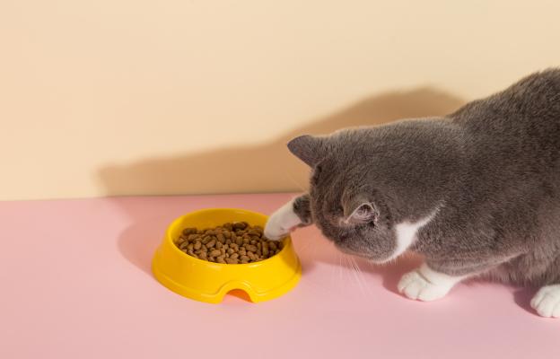 котка се храни