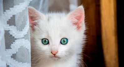 котка отблизо