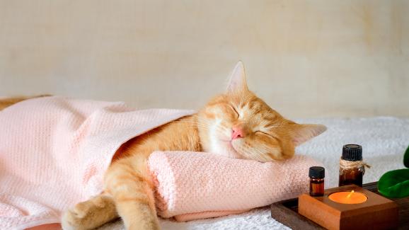 грижи за котка