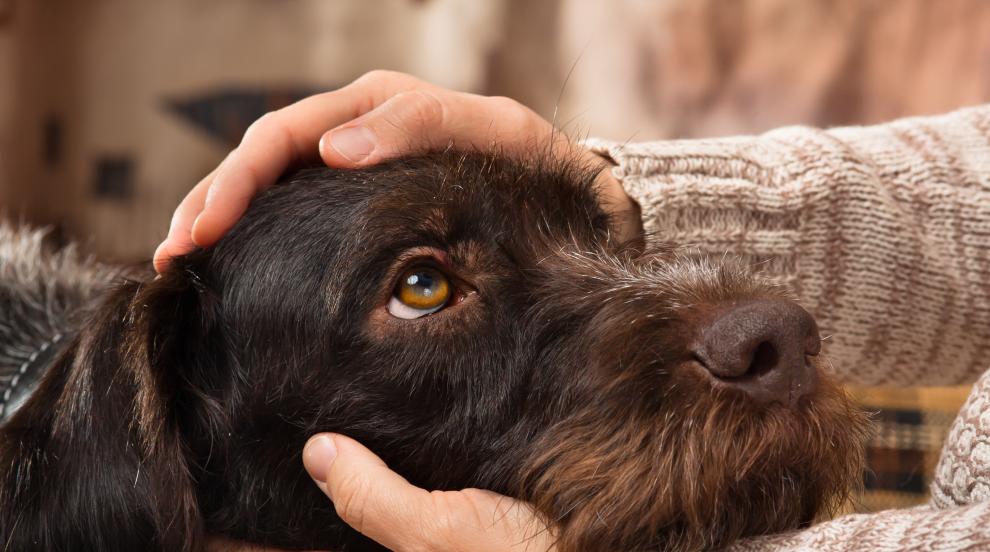 Безусловна преданост: Куче спаси стопанина си 