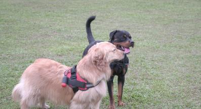 кучета парк