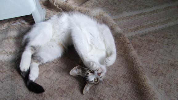 кота по гръб