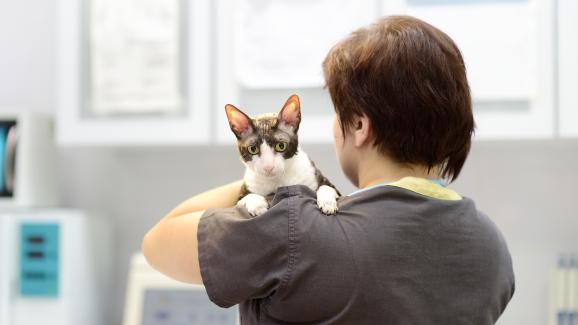 котка ветеринар