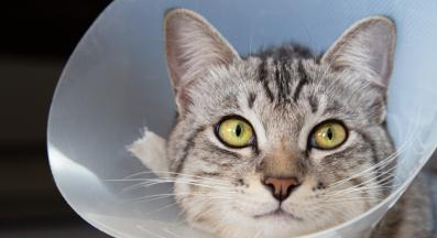 котка с медицинска яка