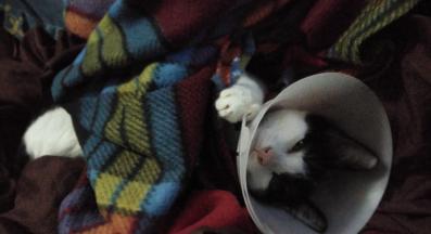 котка при ветеринар