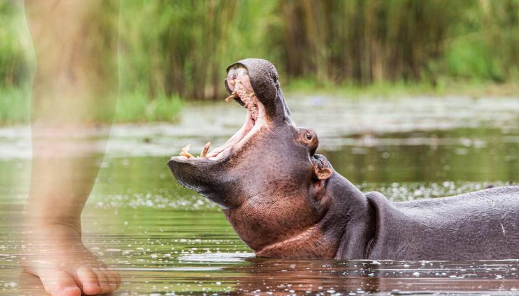 хипопотам - НЕВЕРОЯТНО! Двегодишно дете оцеля след атака на хипопотам