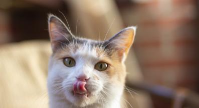 котка с изплезен език