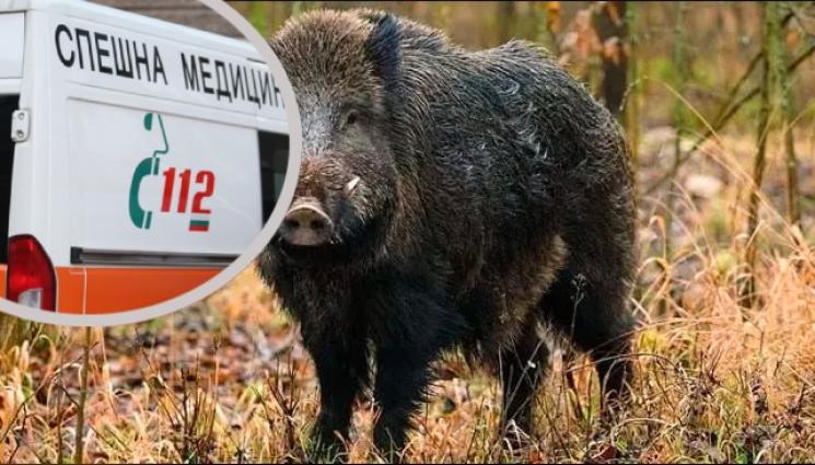 прасе болница - ТОЧЕН МЕРНИК: Глиган прати авджия в болница