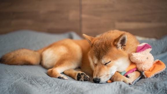 Защо някои кучета заспиват с играчка в уста