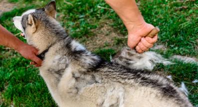 четка за куче