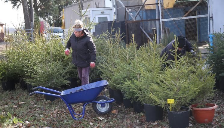елха - Агро Телеграф: Елхата остава свежа във вода с аспирин