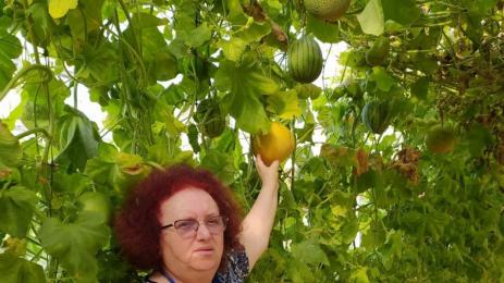 дини пъпеши бостан