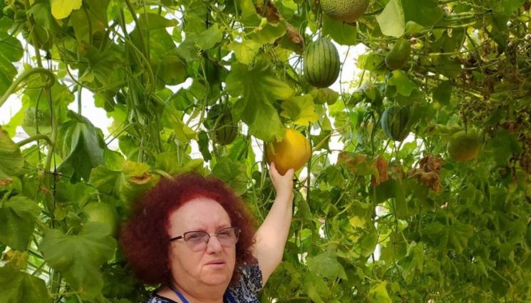 дини пъпеши бостан - Агро Телеграф: Бостан във въздуха дава пъпеши на една ръка разстояние