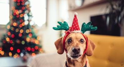 куче Коледа