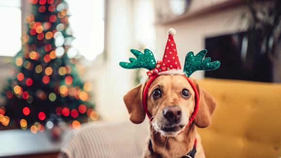 6 съвета за безопасна празнична декорация за собственици на кучета