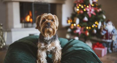 куче Коледа