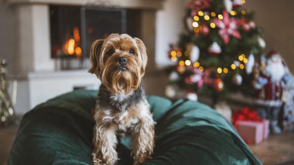 Как да направите празниците по-забавни за кучето си
