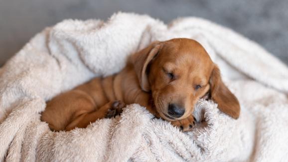 кученце спи