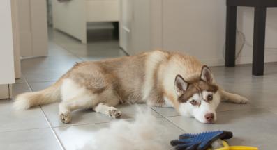 куче козина