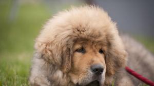 Китаец платил преди няколко години цели 2 млн долара за